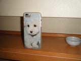 baby maltese case