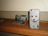 baby maltese case