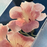 pressed flowers : trumpet vine