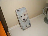 baby maltese case