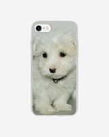 baby maltese case