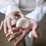 Ammonite Tok Standard_ Shell