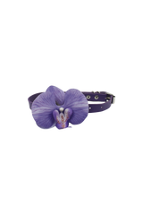 [春] - Phalaenopsis choker (4color)