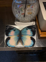 Butterfly Pouch