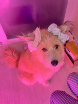 Baby punched hair scrunchy (5color)