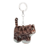 【limited price】Chovy, Domestic Shorthair 