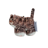 【limited price】Chovy, Domestic Shorthair 