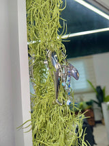 Dolphin dream hairpin