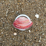 [ Littleneck Clam  ] Tok - BASIC