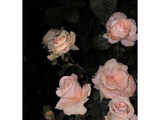 Rose Garden 에폭시 케이스 Juicy