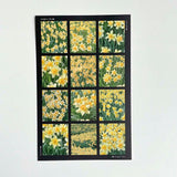 ダッフォディル フィルムステッカー / Daffodil Film Sticker