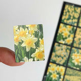 ダッフォディル フィルムステッカー / Daffodil Film Sticker